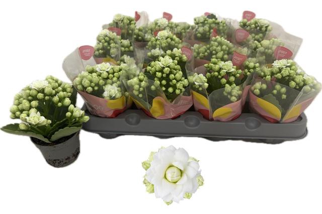 <h4>KAL GE RF GRETA</h4>