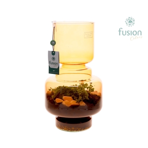 Green Bottle Lotte Large bruin met Pilea