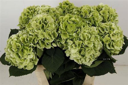 <h4>Hydr M Ch Verena Cl</h4>