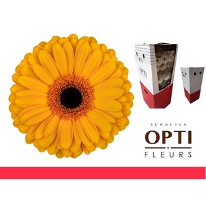 Gerbera Oaklyn Aquabox