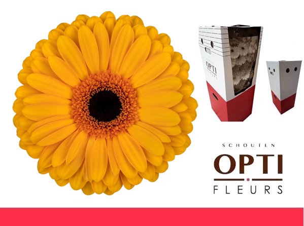 <h4>GE GR OAKLYN-AQ-Box</h4>