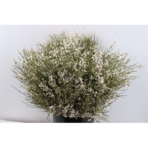 Ginster 400gr White P Bunch