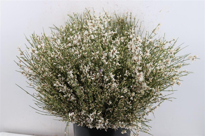 <h4>Ginster 400gr White P Bunch</h4>