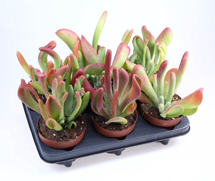 <h4>Kalanchoe NF   ...</h4>