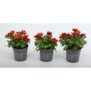 Bidens 2 Teeth Red Yellow Center