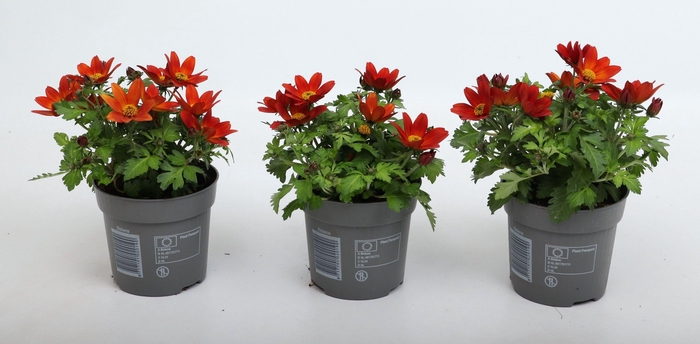 <h4>Bidens 2 Teeth Red Yellow Center</h4>