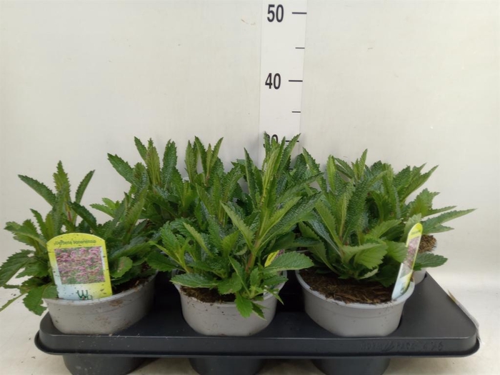 Verbena bonariensis