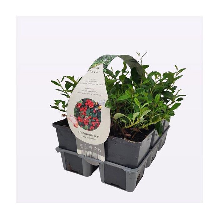 <h4>Cotoneaster dammeri 'Miranda'</h4>