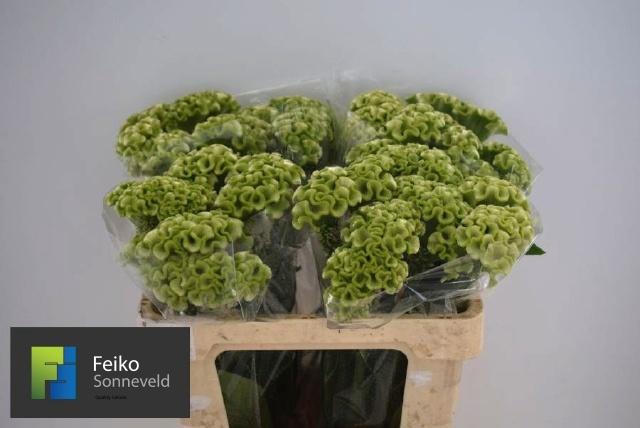 <h4>CEL C ACT VERDA</h4>