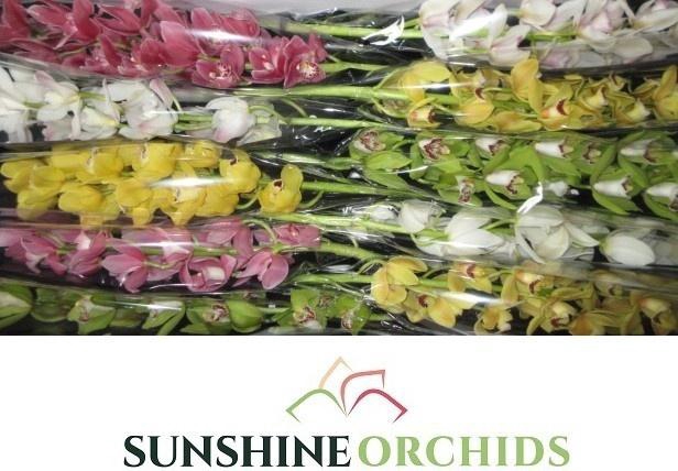 <h4>CYMB MI GEM</h4>