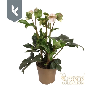 HGC Helleborus Ice N Roses Picotee in goud