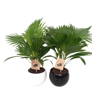 Livistona rotundifolia in handmade bol pot 15.5 cm zwart/wit keramiek