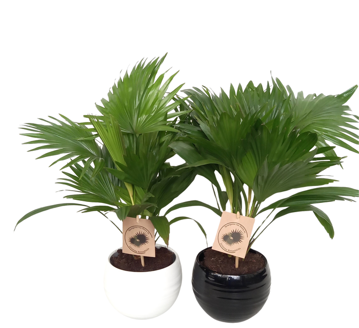 <h4>Livistona rotundifolia in handmade bol pot 15.5 cm zwart/wit keramiek</h4>
