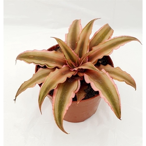 Cryptanthus bivittatus 'Pink Starl'