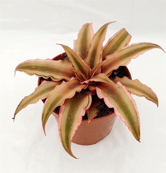 <h4>Cryptanthus bivittatus 'Pink Starl'</h4>