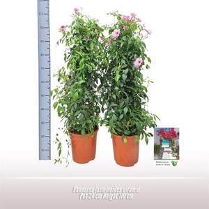 PAND JASMINOIDES