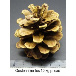 K.OOSTENRIJKERS PER 5 KILO