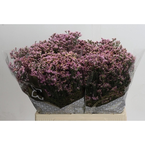 Limonium sinensis Blush Diamond