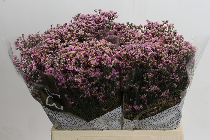 <h4>Limonium sinense Blush Diamond</h4>