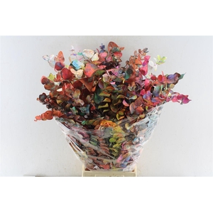 Euca Cinerea Picasso 200 Gram