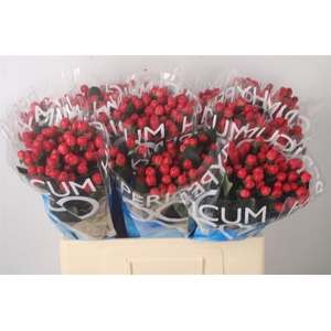 Hyp Coco Tango Red