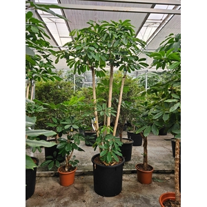 Schefflera actinophylla 'Amate’