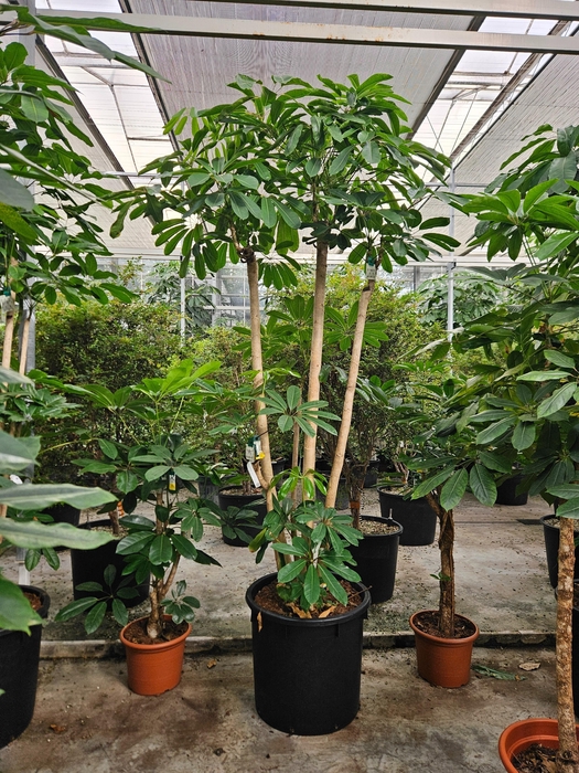 <h4>Schefflera actinophylla 'Amate’</h4>