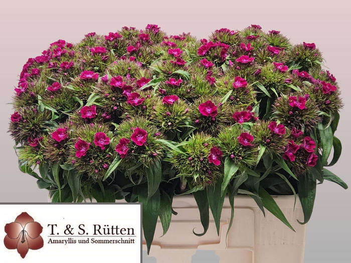 <h4>DI BARB B PURPER</h4>