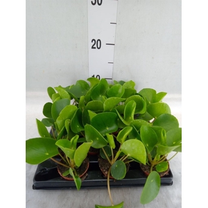 Pilea peperomioides