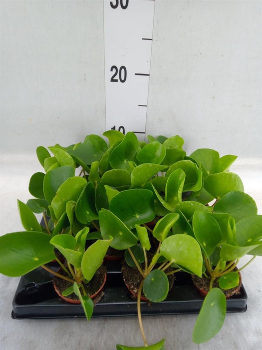<h4>Pilea peperomioides</h4>