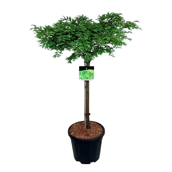 <h4>Metasequoia glyp. 'Miss Grace'</h4>