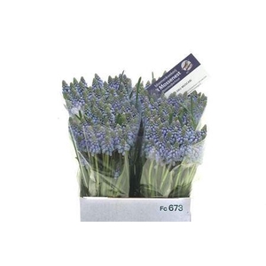 Muscari Armeniacum