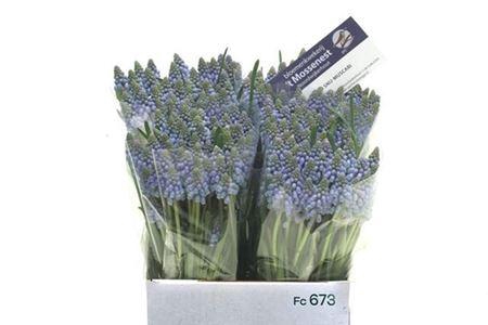 <h4>Muscari Armeniacum</h4>