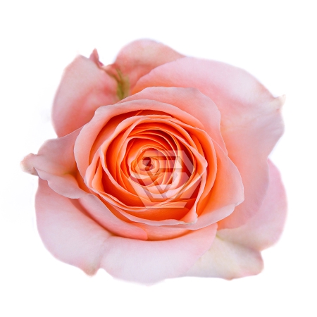 <h4>R GR CORAL REEF Tessa</h4>