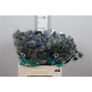 Eryn Supernova Qstar