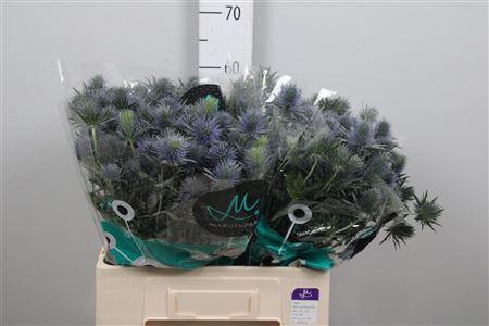 <h4>Eryn Supernova Qstar</h4>