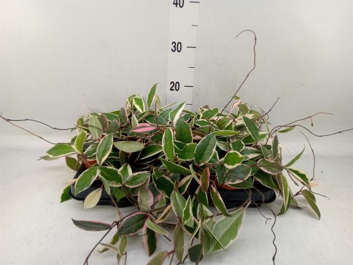 <h4>Hoya carnosa 'Floraganza Flamingo'</h4>