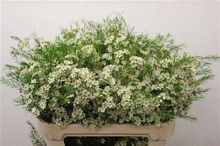 <h4>CHAME UN OFIR</h4>