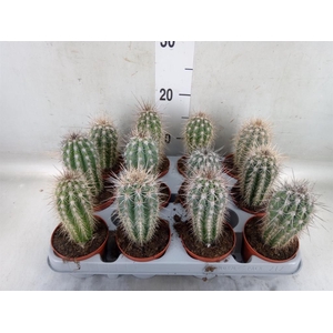 Pachycereus pringlei