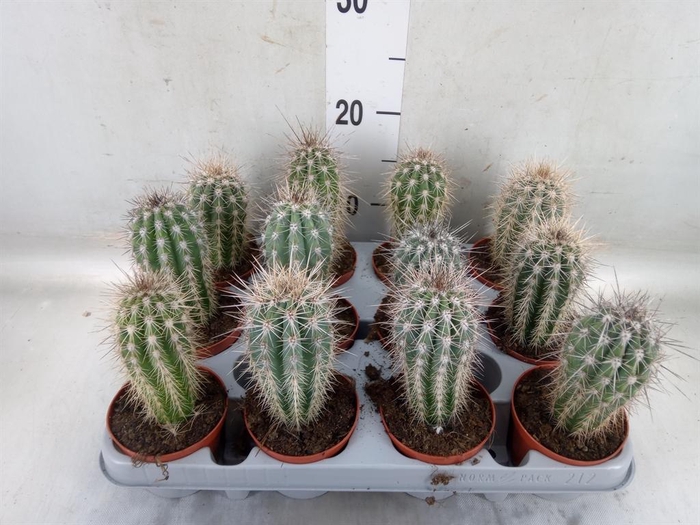 <h4>Pachycereus pringlei</h4>