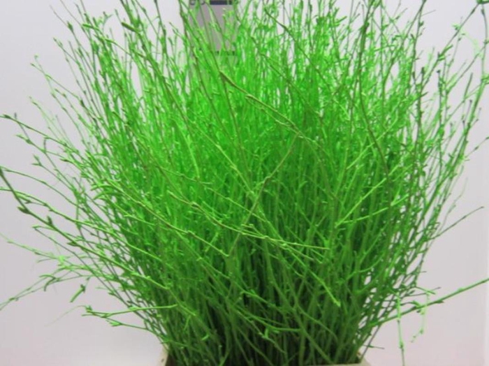 Berk Groen L60