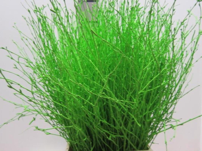 <h4>Berk Groen L60</h4>