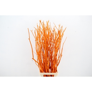 Mitsumata Flock Orange Bs(3)