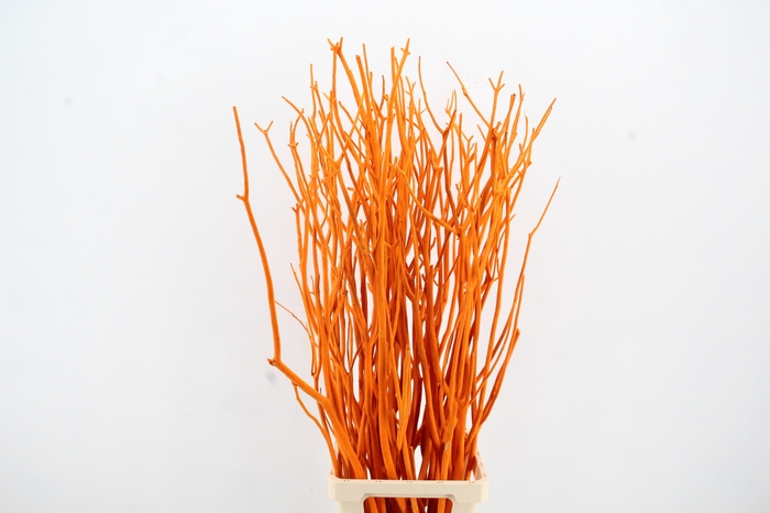 <h4>Mitsumata Flock Orange Bs(3)</h4>