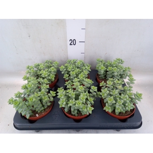 Crassula perforata