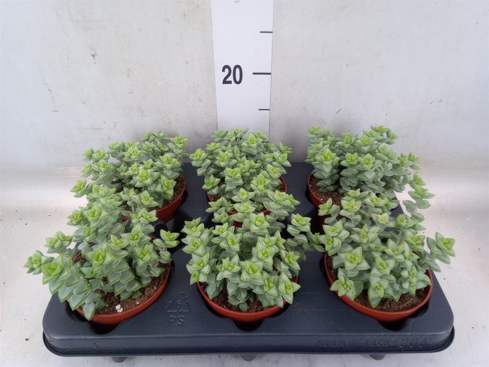 <h4>Crassula perforata</h4>