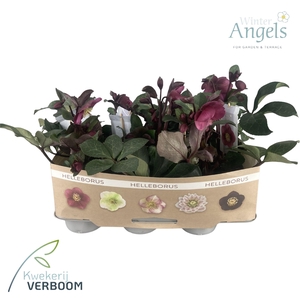 Helleborus Frostkiss Red Medium