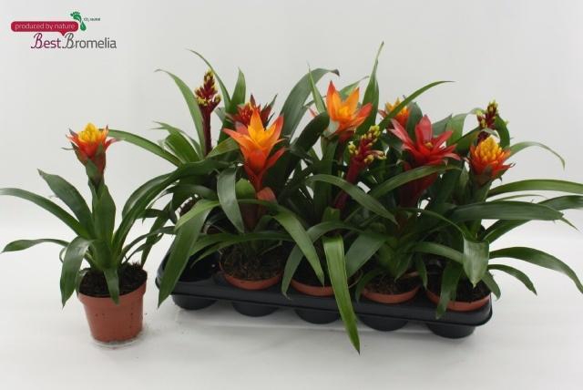 <h4>BROMELIA GEM</h4>