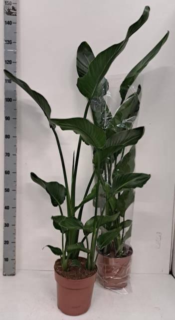 <h4>STRELITZIA NICOLAI</h4>