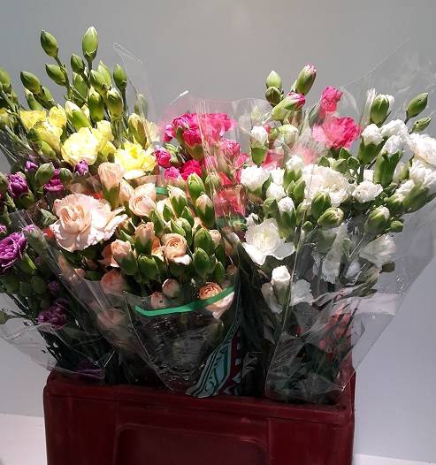Dianthus Spray Mix P/Color Wh/Yel/Or/Red/Pink/Bicolor